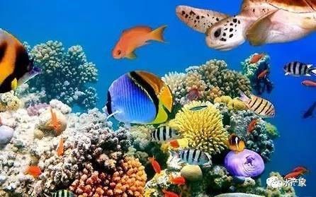 龍魚局部立鱗怎么回事vs祥龍魚場：如何預防龍魚立鱗病