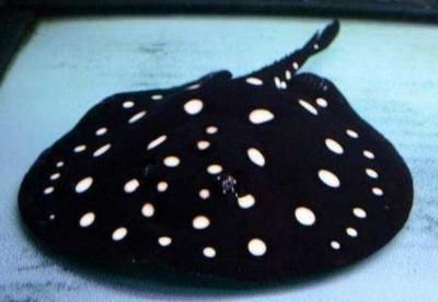 銀龍魚魚鱗潰爛怎么回事(金龍魚魚鱗潰爛)