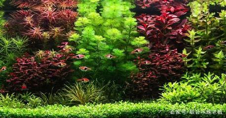 銀龍魚比賽(銀龍魚大戰)