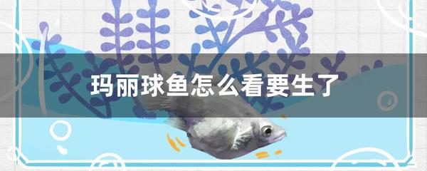 大魚缸放什么水草