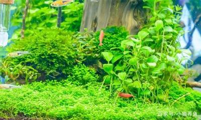 關于以前買的豬鼻龜現在養和法嗎的信息 豬鼻龜百科 第2張 關于以前買的豬鼻龜現在養和法嗎的信息 關于以前買的豬鼻龜現在養和法嗎的信息 豬鼻龜百科 第2張