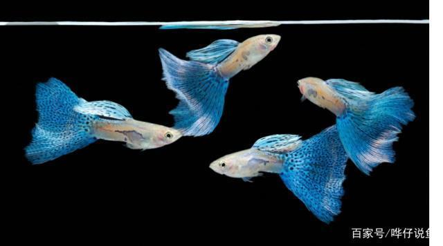 手工大鯊魚的制作圖片大全視頻(鯊魚怎么做手工鯊魚)