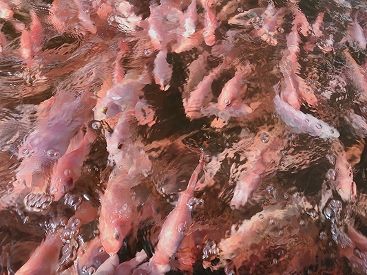 龍魚虎魚魟魚混養喂什么食(金龍魚和魟魚可以跟什么魚混養) 龍魚虎魚魟魚混養喂什么食(金龍魚和魟魚可以跟什么魚混養) 虎魚百科 第2張
