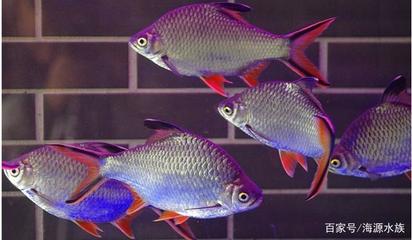 觀賞魚養殖業國家補貼標準文件是什么(養殖魚政府給什么補貼嗎)