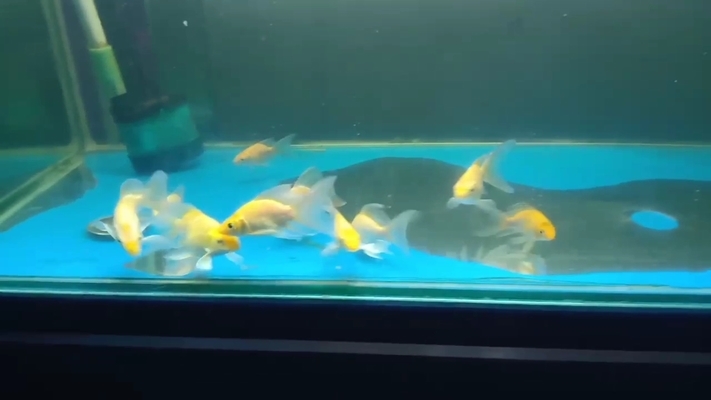博特水泵衰減4、電動隔膜泵的口徑大小是多少，博特水泵是多少