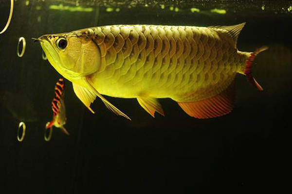 龍魚和虎魚打架加配魚好嗎圖片(龍魚虎魚和什么魚混養)