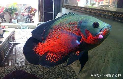 龍魚虎魚鳳魚能混養嗎(和龍魚虎魚混養的魚?)