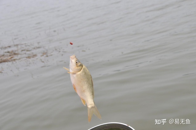 大蘇打魚缸用量多少克合適：大蘇打在魚缸中的使用 大蘇打魚缸用量多少克合適：大蘇打在魚缸中的使用 魚缸百科 第1張