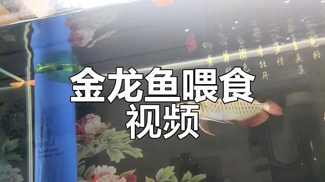 金龍魚視頻欣賞圖