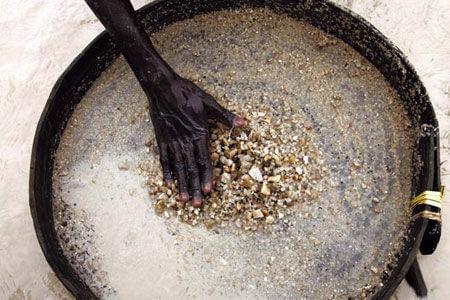 金魚缸還可以養什么花(養金魚的魚缸可以養什么植物)