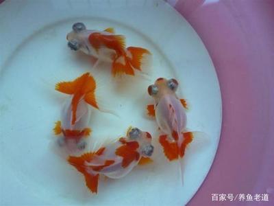 森森魚缸H2T-1200ID蓋子：森森魚缸h2t-1200id型號