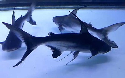 紅龍魚能和什么魚混養：紅龍魚混養的注意事項