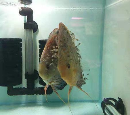 紅龍魚白燈照射的效果：紅龍魚白燈照射對紅龍魚的健康和生長有著積極的影響