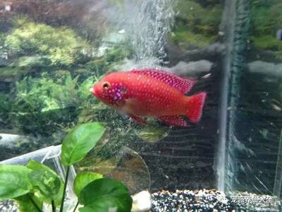 銀龍魚主要吃什么食物為主(銀龍魚吃什么食物最好) 銀龍魚主要吃什么食物為主(銀龍魚吃什么食物最好) 銀龍魚百科 第2張