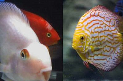 龍魚無緣無故趴缸怎么回事vs祥龍魚場：祥龍魚場龍魚健康指南