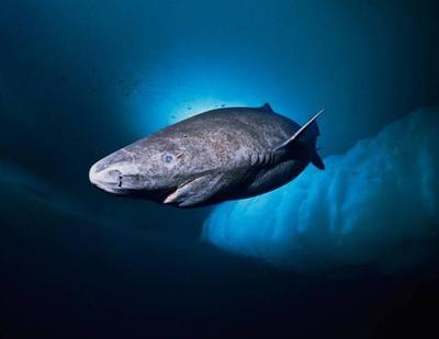 印尼虎眼睛鼓出來一個包：印尼虎眼睛鼓出來一個包怎么辦