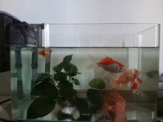 大魚缸怎么做：大型魚缸制作的注意事項