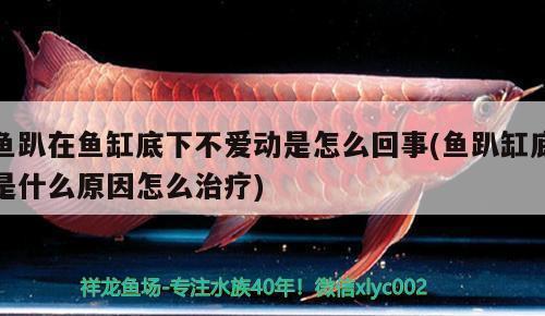 西安水族館vs祥龍魚場(西安水族館與祥龍魚場哪個好) 全國水族館企業(yè)名錄 第3張 西安水族館vs祥龍魚場(西安水族館與祥龍魚場哪個好) 西安水族館vs祥龍魚場(西安水族館與祥龍魚場哪個好) 全國水族館企業(yè)名錄 第3張