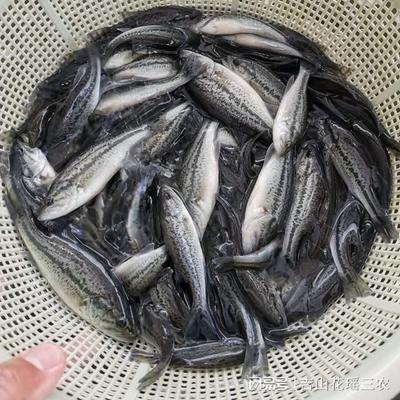 金魚在魚缸里躁動不安(金魚在魚缸里會無聊嗎)
