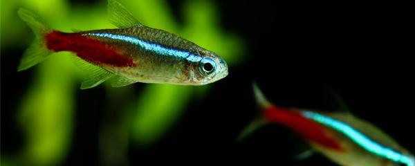 1.8米魚(yú)缸養(yǎng)多少鸚鵡魚(yú)合適：1.8米的魚(yú)缸養(yǎng)多少條鸚鵡魚(yú)合適取決于多種因素