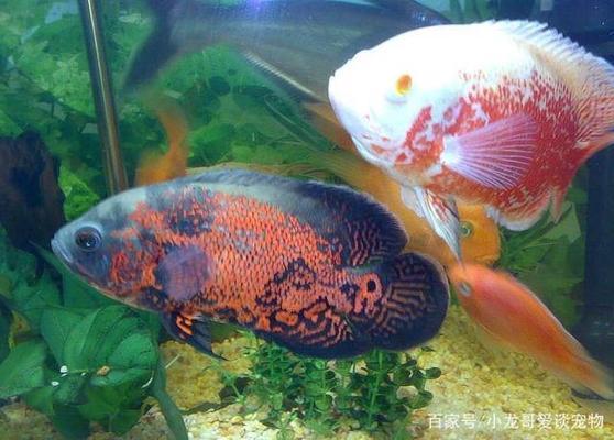 龍魚和虎魚怎樣搭配養(yǎng)好呢(龍魚和虎魚哪個(gè)好養(yǎng)) 龍魚和虎魚怎樣搭配養(yǎng)好呢(龍魚和虎魚哪個(gè)好養(yǎng)) 虎魚百科 第1張