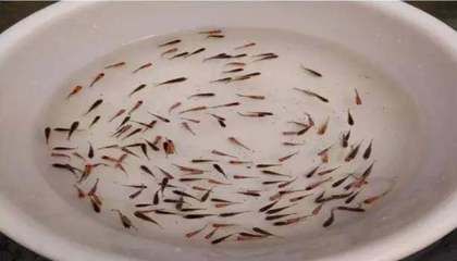 虎魚多少天喂一次食物：虎魚的喂食頻率大約是每天一次，但具體喂食頻率還需要注意什么