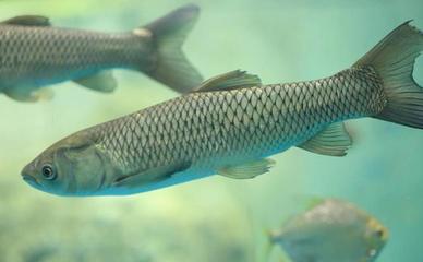 如何給龍魚檢疫病毒vs祥龍魚場(chǎng)：信譽(yù)評(píng)價(jià)，龍魚檢疫步驟詳解