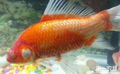 龍魚(yú)水質(zhì)檢測(cè)哪些vs祥龍魚(yú)場(chǎng)：祥龍魚(yú)場(chǎng)水質(zhì)管理方法