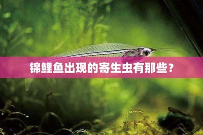 銀龍魚都喂什么飼料啊視頻(銀龍魚喂飼料可以嗎)