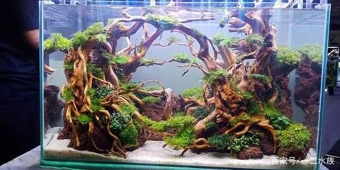 成品魚缸造景圖：成品魚缸造景的基本步驟