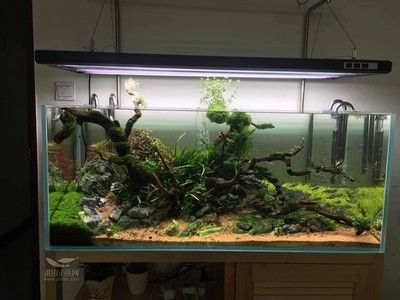 成品魚缸造景圖：成品魚缸造景的基本步驟