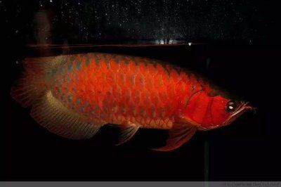 紅龍魚和虎魚混養用什么背景圖好一點：紅龍魚和虎魚混養缸布置技巧