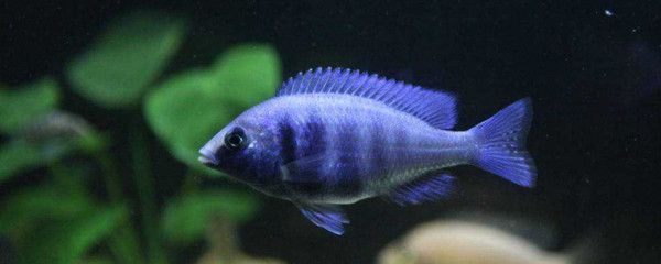 大魚缸不養魚造景好嗎：大魚缸不養魚造景可以嗎？