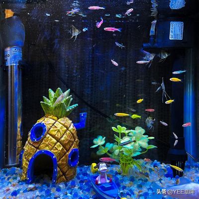 辦公室魚缸怎么擺放風水好：辦公室魚缸如何擺放