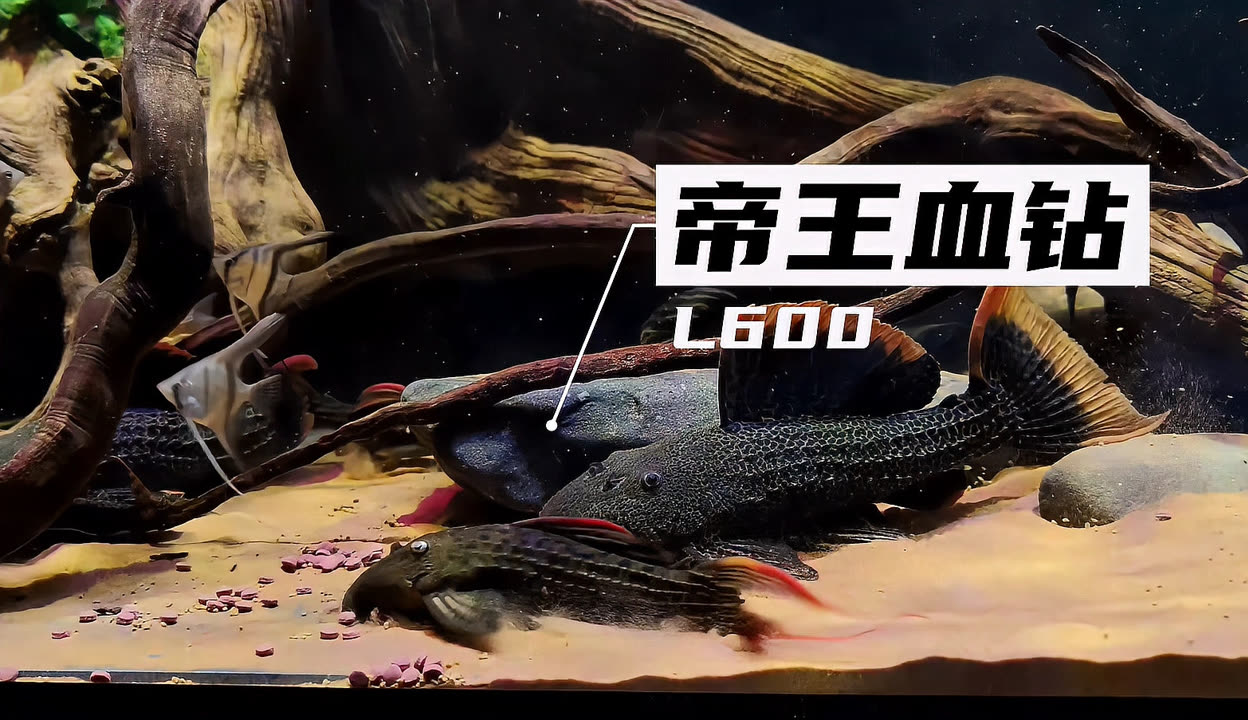 1.2米魚缸用多大氧氣泵(1米2魚缸用多少w的氧氣泵)