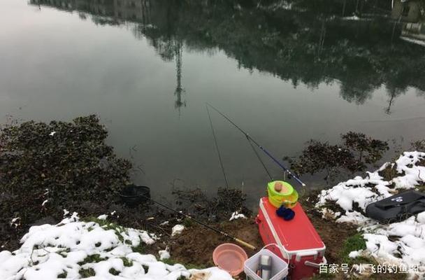 怎么養出大寬體紅龍魚：養出大寬體紅龍魚需要注意什么？
