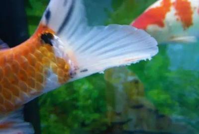 紅龍魚側(cè)燈正確擺放位置：紅龍魚側(cè)燈的正確擺放位置 紅龍魚側(cè)燈正確擺放位置：紅龍魚側(cè)燈的正確擺放位置 紅龍魚百科 第2張