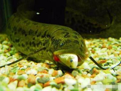 豬鼻龜一年能長多大啊視頻教程大全圖片(豬鼻龜一年能長多大啊視頻教程大全圖片) 豬鼻龜一年能長多大啊視頻教程大全圖片(豬鼻龜一年能長多大啊視頻教程大全圖片) 豬鼻龜百科 第2張