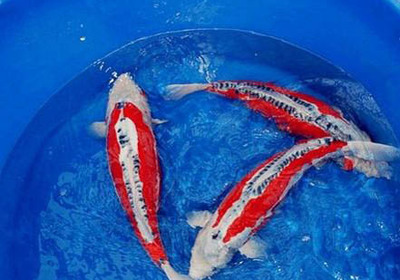 如何用虹吸換魚缸水(怎么用虹吸給魚換水)