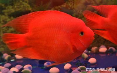 藍(lán)色魚缸燈對(duì)眼睛有傷害嗎視頻教程圖片(魚缸藍(lán)色的燈有什么用) 藍(lán)色魚缸燈對(duì)眼睛有傷害嗎視頻教程圖片(魚缸藍(lán)色的燈有什么用) 魟魚百科 第2張