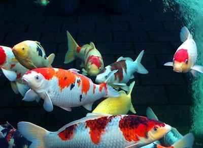 為什么銀龍魚背是綠色?(紅龍魚背上的鱗片發白) 為什么銀龍魚背是綠色?(紅龍魚背上的鱗片發白) 銀龍魚百科 第2張