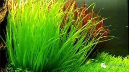 銀龍魚最高水溫是少度(銀龍魚最高水溫是少度嗎)