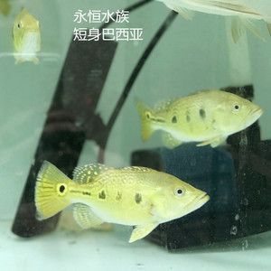 銀龍魚經(jīng)常撞缸是怎么回事(銀龍魚經(jīng)常撞缸是怎么回事兒) 銀龍魚經(jīng)常撞缸是怎么回事(銀龍魚經(jīng)常撞缸是怎么回事兒) 銀龍魚百科 第2張