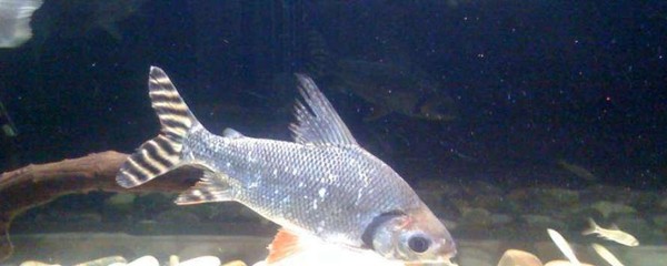 金龍魚尾部有寄生蟲如何處理(金龍魚尾部有寄生蟲如何處理視頻)