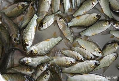 紅龍魚發(fā)色用什么燈光最好：如何選擇紅龍魚led燈