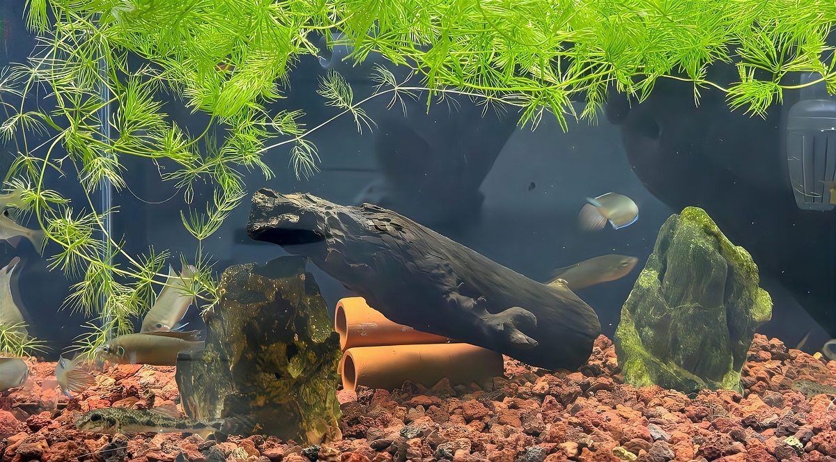 藍(lán)天魚缸維護(hù)，老玩家教你四步搶救+三維管理藍(lán)天魚缸