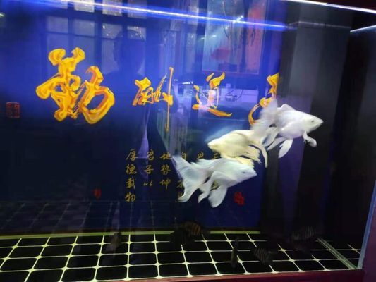 虎魚與龍魚混養的注意事項是什么呢(虎魚與龍魚混養的注意事項是什么呢圖片)