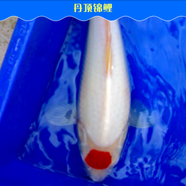 森森501壁掛過(guò)濾器怎么樣？