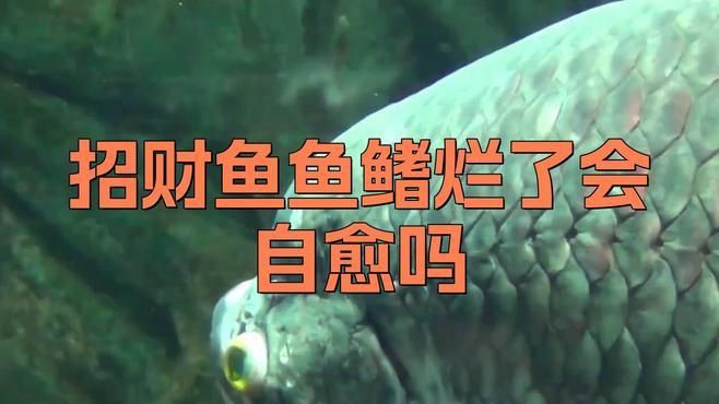 魚爛鰭爛尾會自愈嗎？，魚爛鰭爛尾會自愈嗎