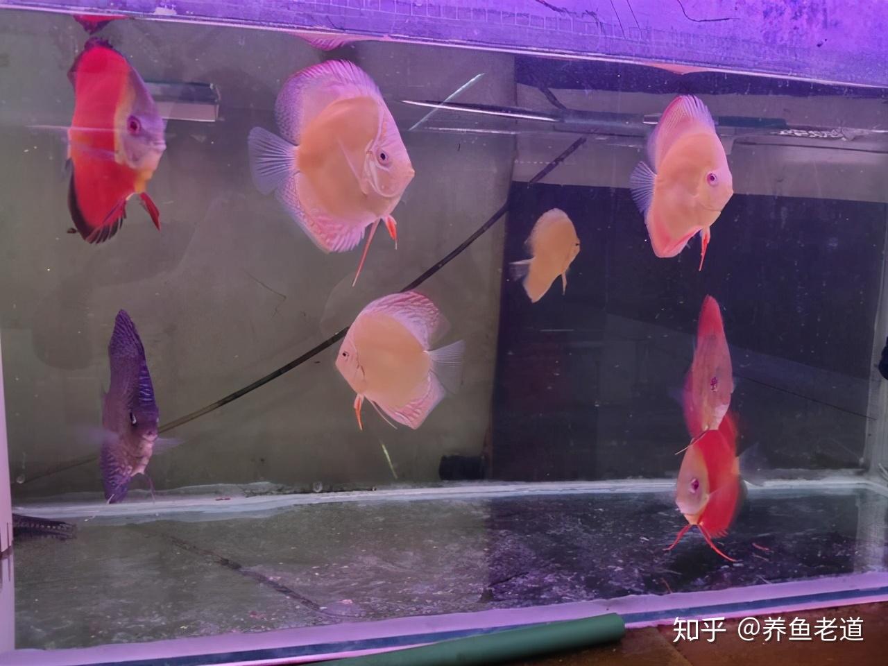 紅龍魚和虎魚混養用什么顏色背景墻好看(紅龍虎魚混養的好壞)
